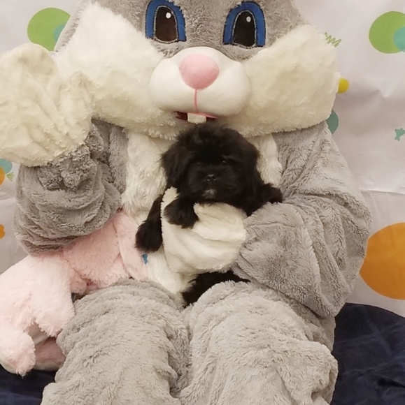 Meet your Posher, A - Picture 1 of 1